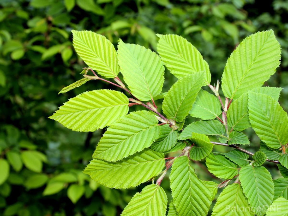 Best Ingredients To Fix Your Leaky Gut - Balance ONE