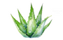 Aloe Vera Leaf Extract