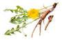 Dandelion Root Extract