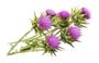 Milk Thistle Seed Extract