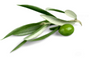 Olive Leaf Extract