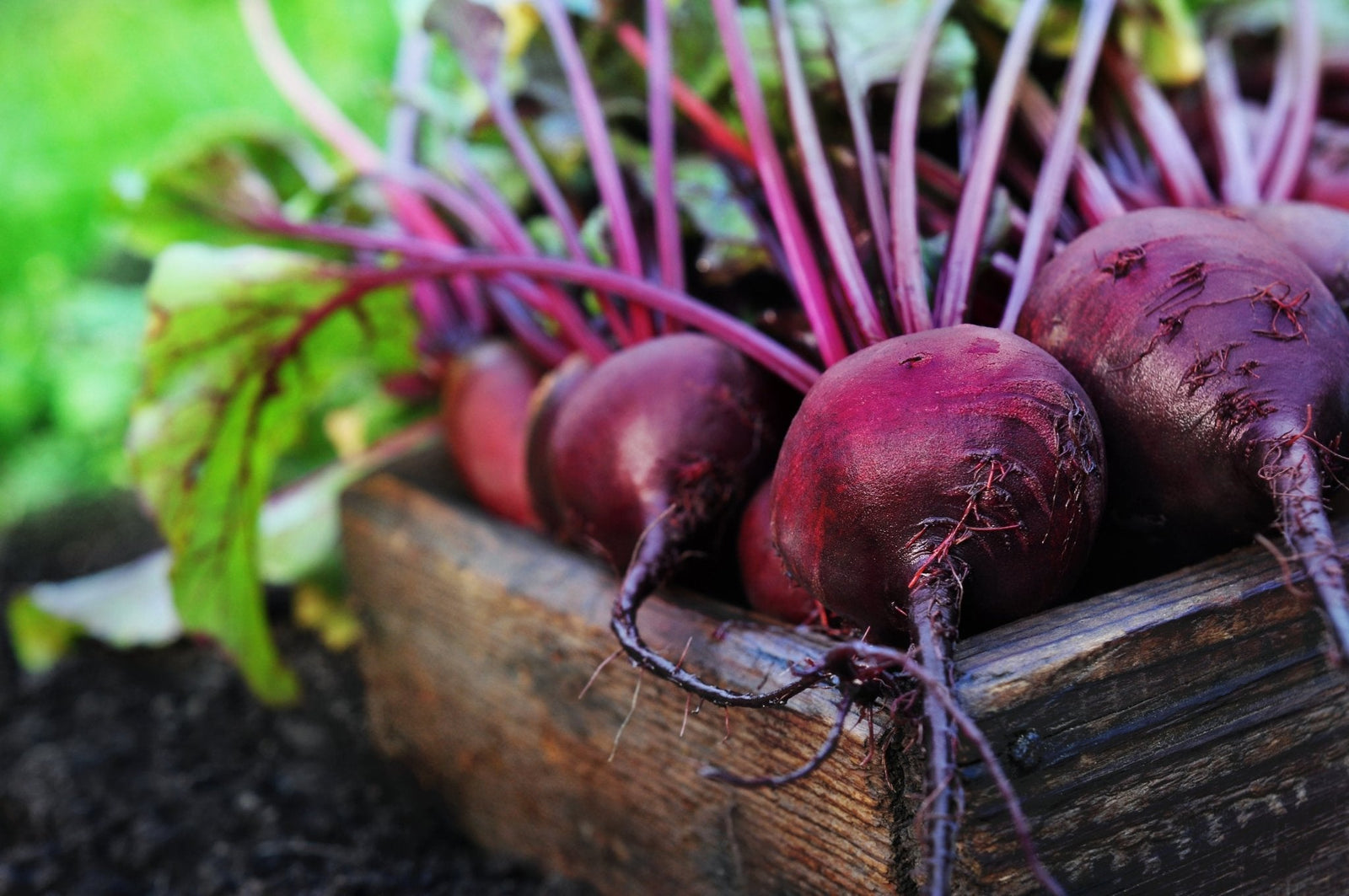 5 Reasons Why Beetroot is Great for your Health Balance ONE