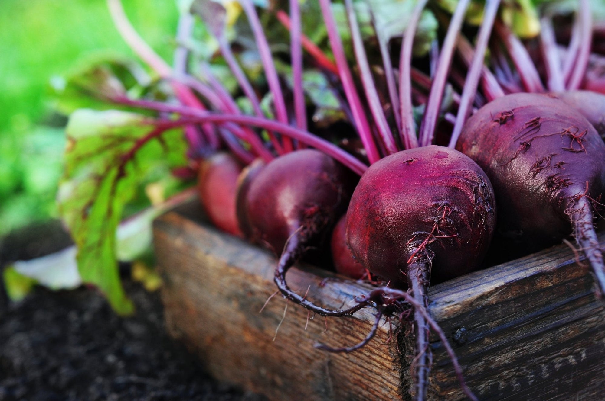 5 Reasons Why Beetroot is Great for your Health - Balance ONE