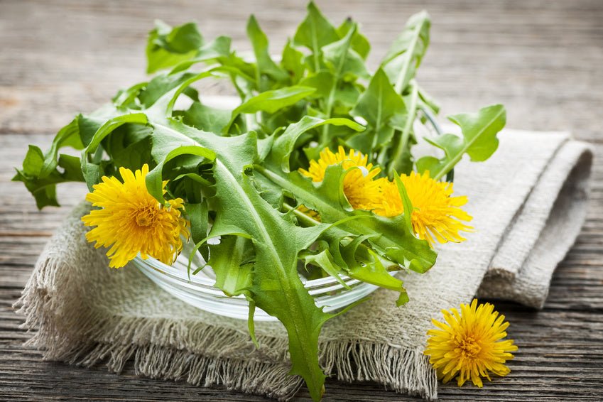 5 Ways to Improve your Health with Dandelion Root - Balance ONE