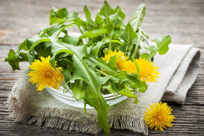 5 Ways to Improve your Health with Dandelion Root - Balance ONE