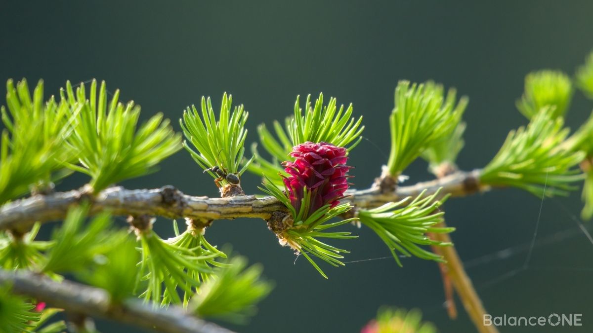 Arabinogalactan: A Gentle Prebiotic Fiber for Gut Health