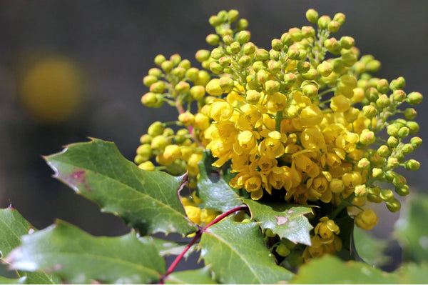 Berberine: A Multi-Purpose Herbal Supplement - Balance ONE