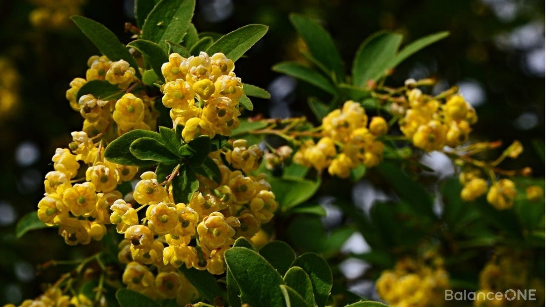 Berberine and the Gut Microbiome: What the Research Suggests