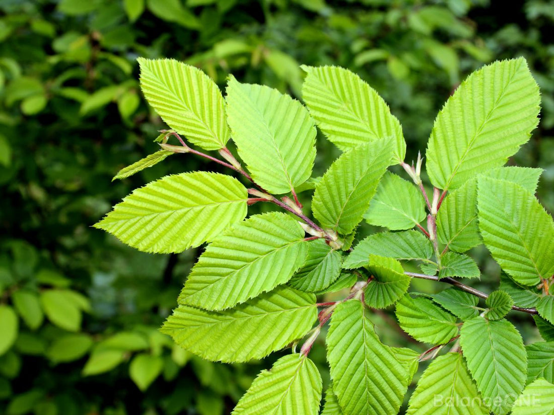 Best Ingredients To Fix Your Leaky Gut - Balance ONE