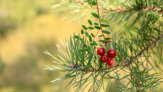Betaine HCl: What It Does for Stomach Acid and Digestion