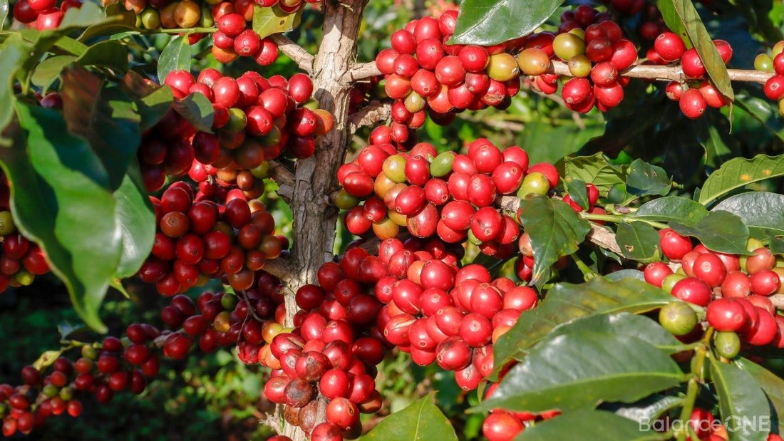 Coffee Fruit Extract: Polyphenols, Brain Health, and What Makes It Different