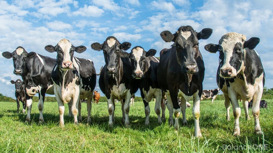 Grass-Fed Bovine Collagen: What the Label Really Means