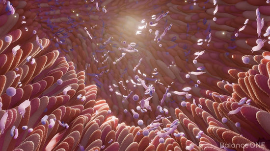 Gut Barrier vs Gut Microbiome: What’s the Difference?