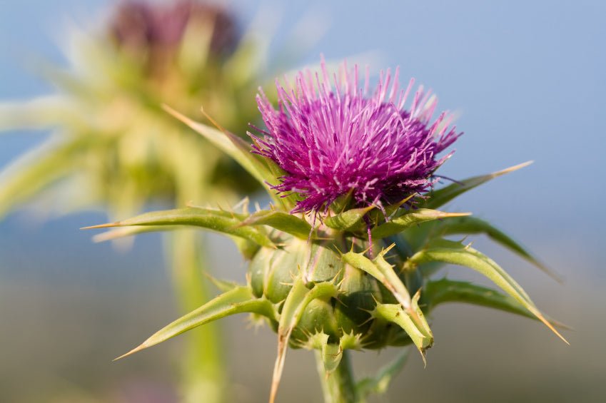 How To Safely & Naturally Detox Your Liver