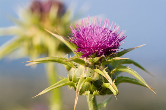 How To Safely & Naturally Detox Your Liver
