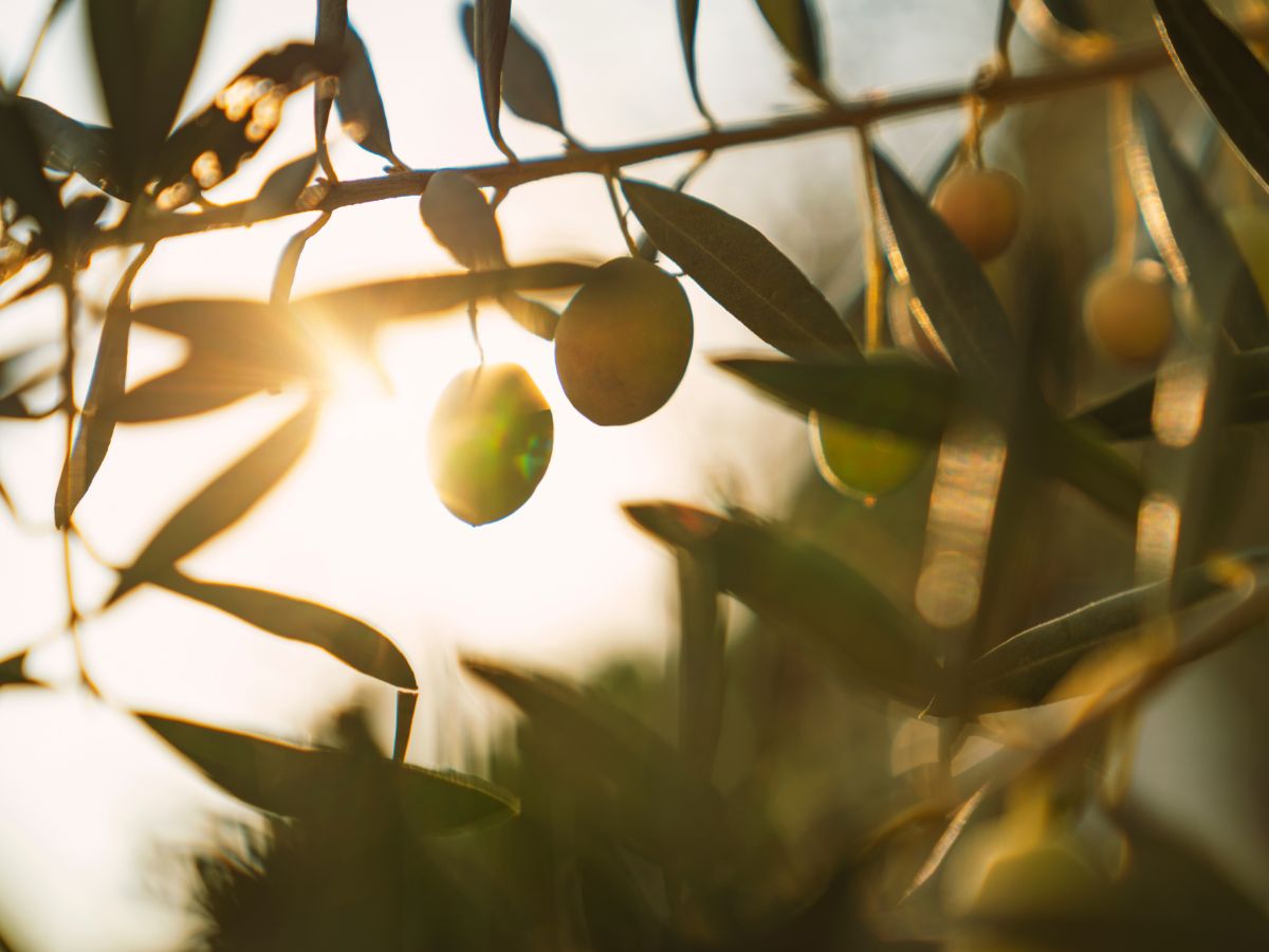 Olive Leaf Extract: Natural Immunity and Inflammation Fighter