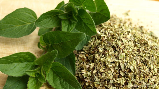 Oregano Oil: A Potent Herbal Ingredient for Microbial Balance