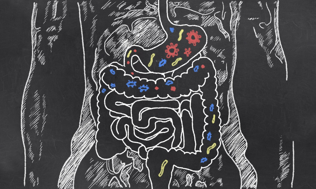 Probiotics and the Keto diet - Balance ONE