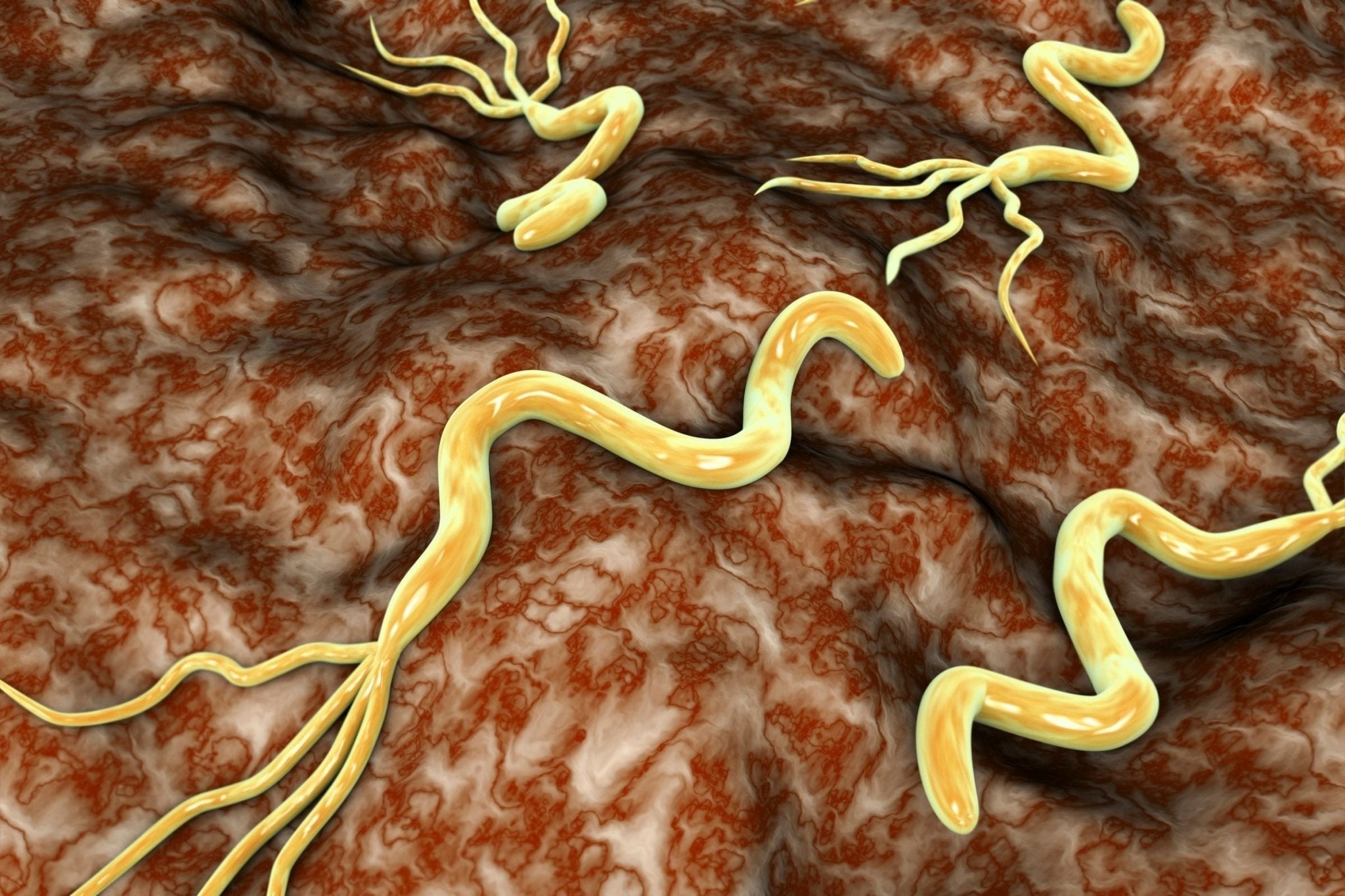 Probiotics for H. Pylori - Balance ONE