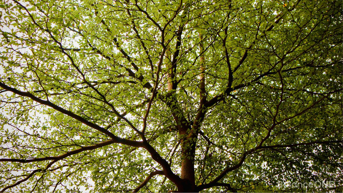 Slippery Elm Bark: Traditional Digestive Comfort Support