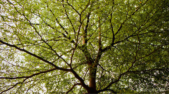Slippery Elm Bark: Traditional Digestive Comfort Support