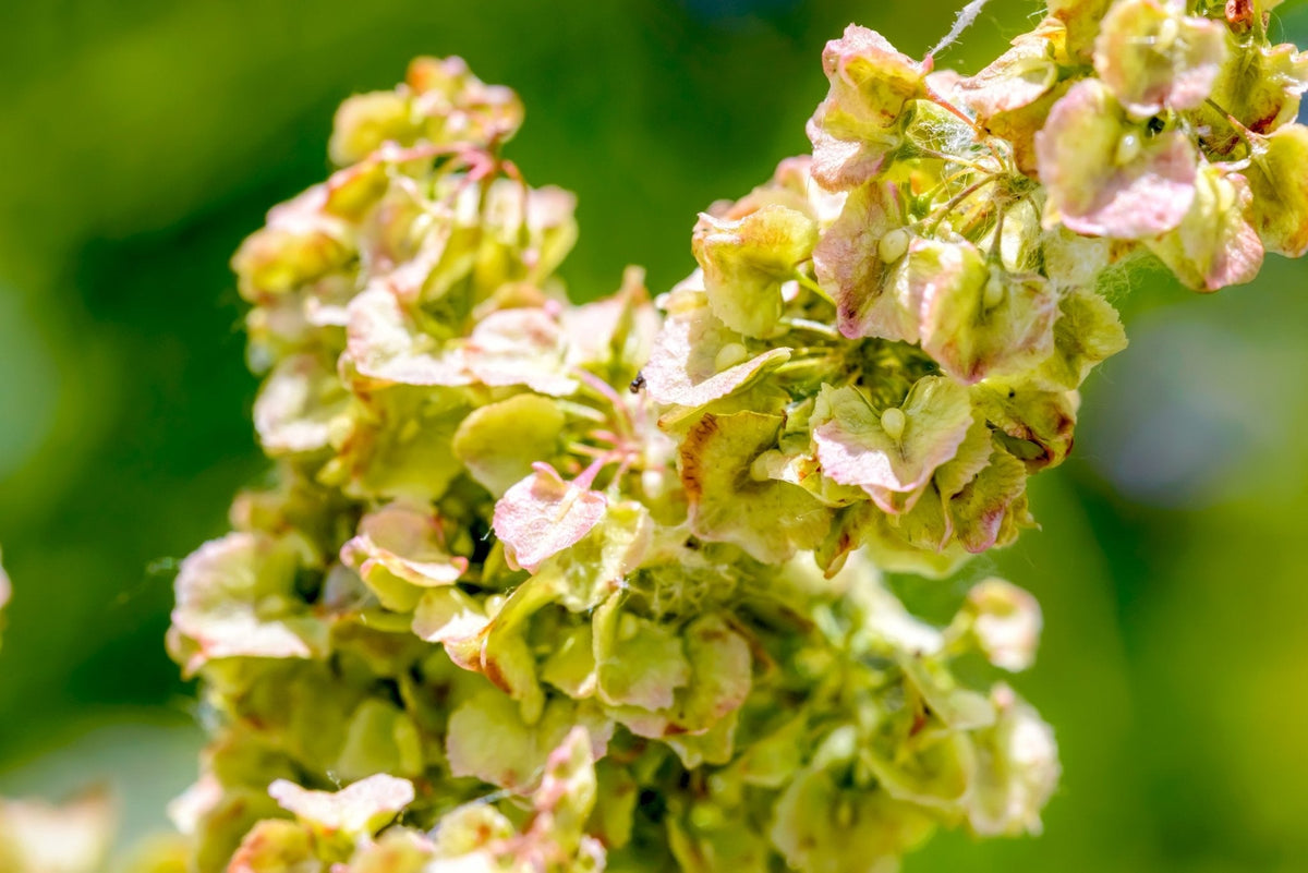 The Health Benefits of Yellow Dock Root - Balance ONE