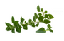 Oregano Leaf Extract